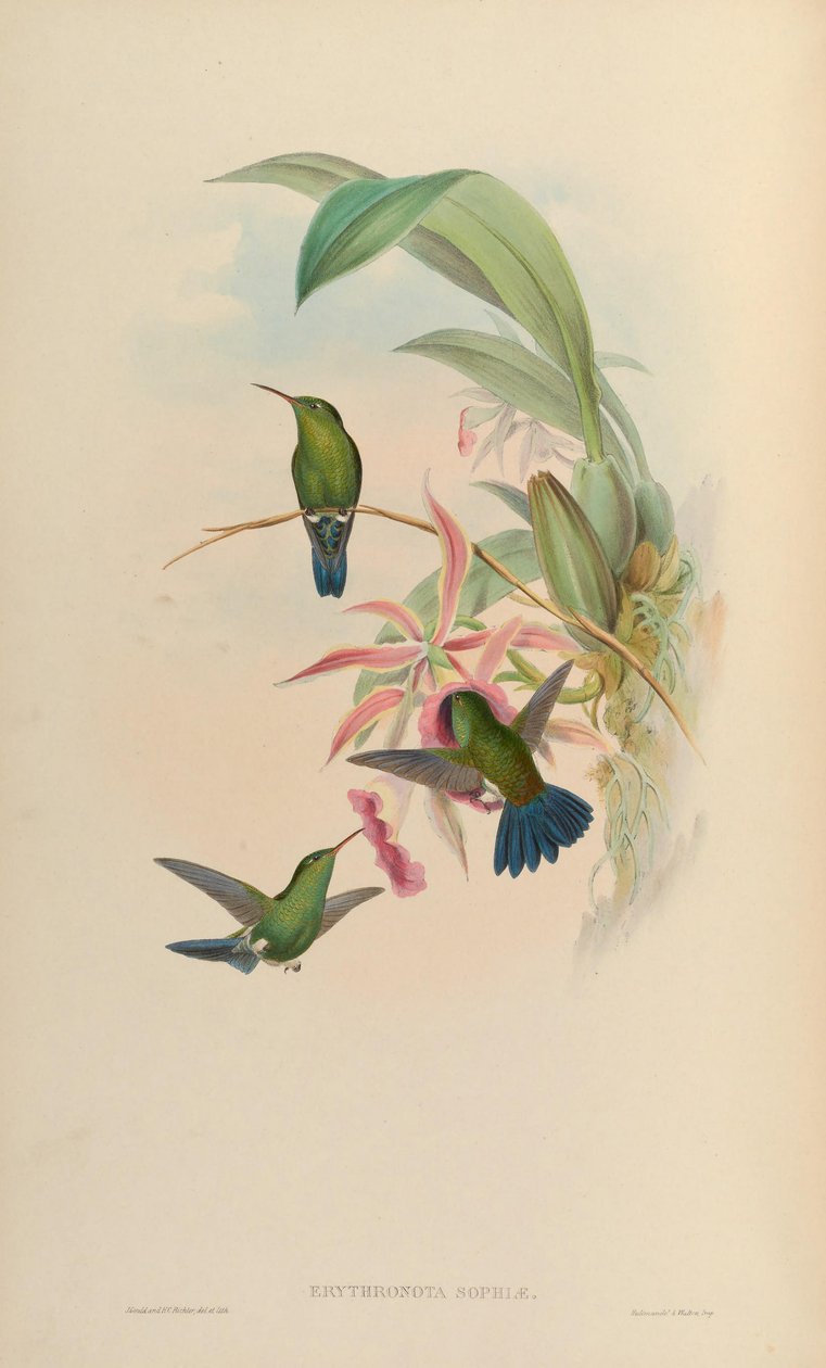Erythronota sophiae da John Gould