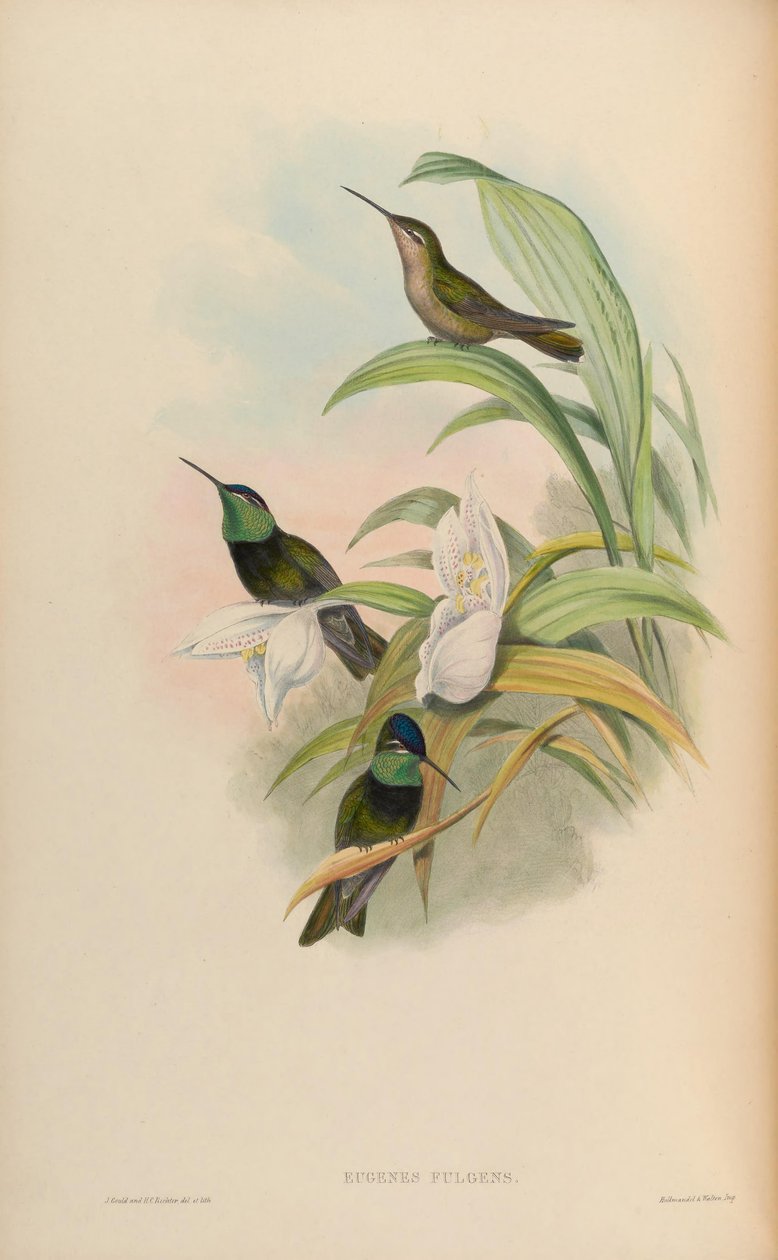 Eugenes fulgens da John Gould