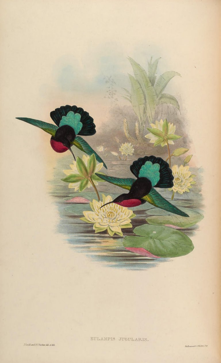 Eulampis jugularis da John Gould