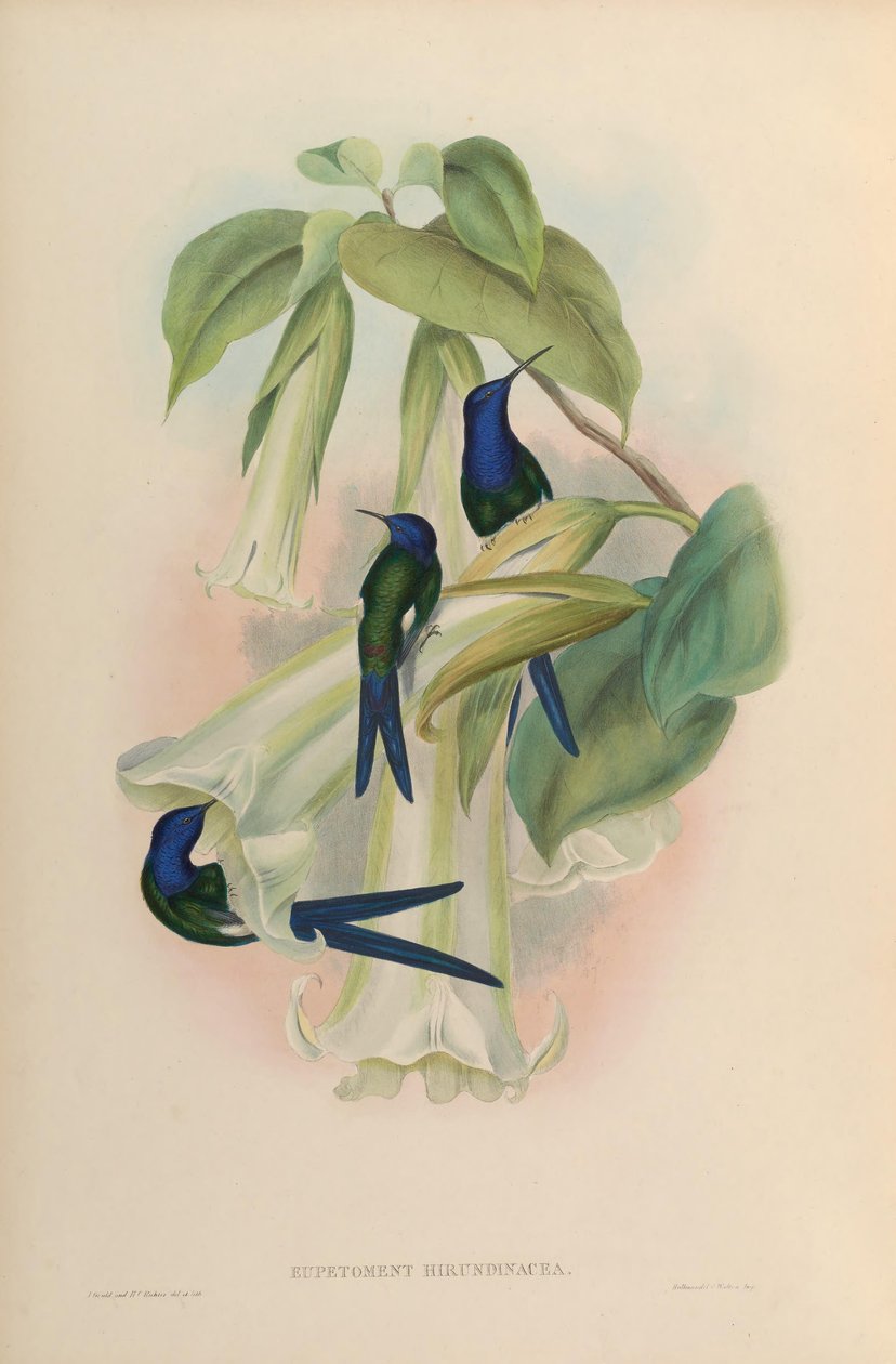 Eupetomena hirundinacea da John Gould