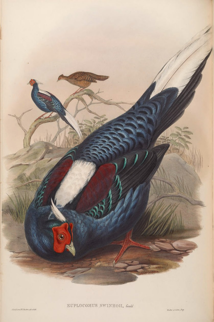 Euplocamus swinhoii da John Gould
