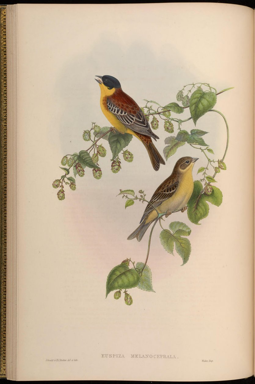 Euspiza melanocephala = Emberiza melanocephala da John Gould