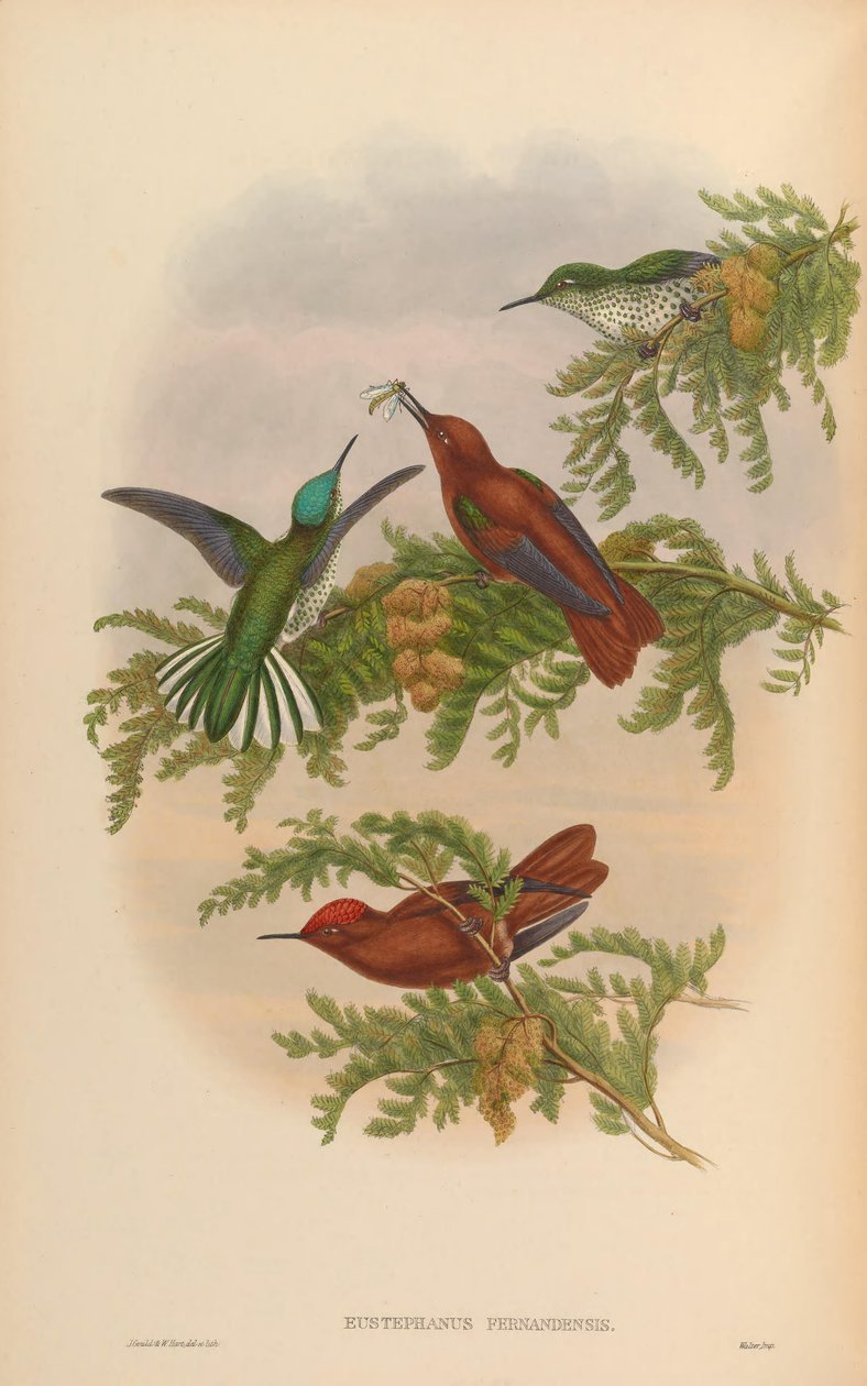Eustephanus fernandensis = Sephanoides fernandensis fernandensis da John Gould