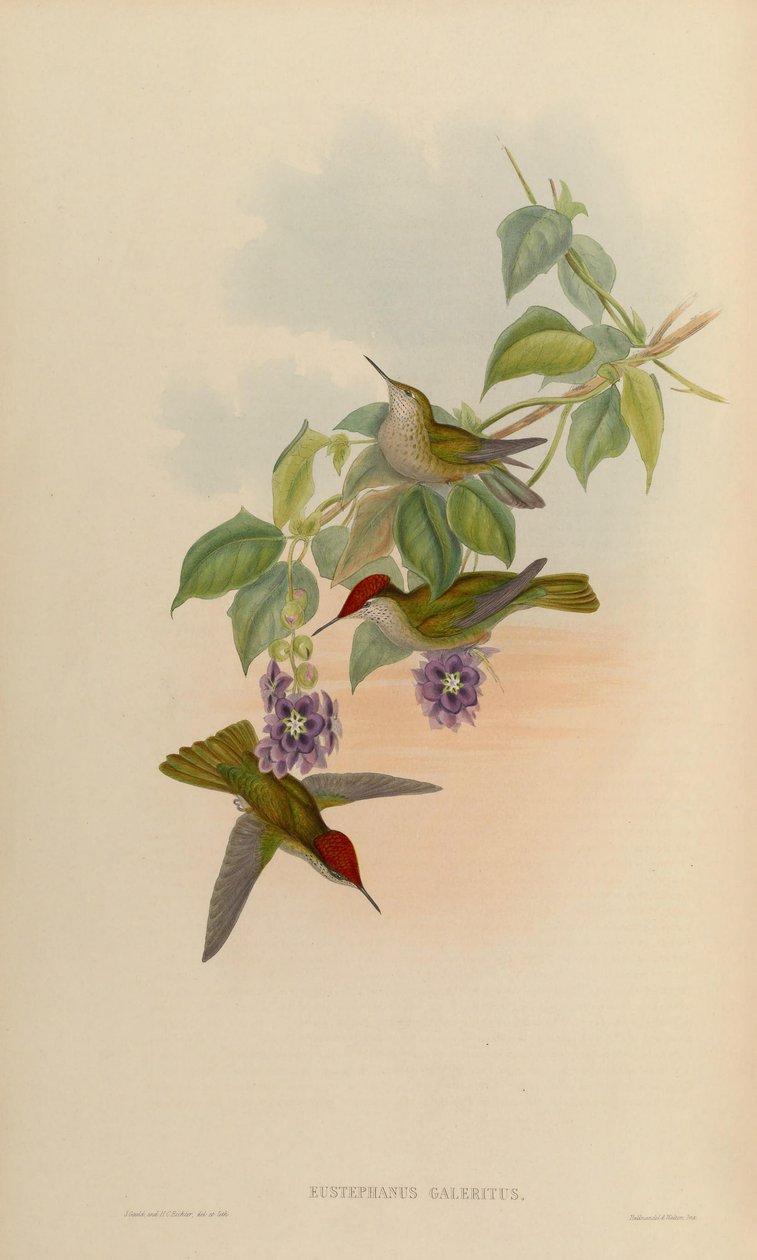 Eustephanus galeritus da John Gould
