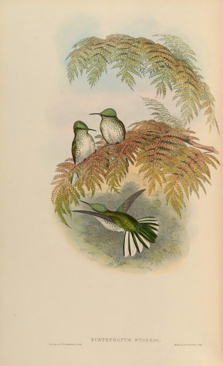 Eustephanus stokesi da John Gould