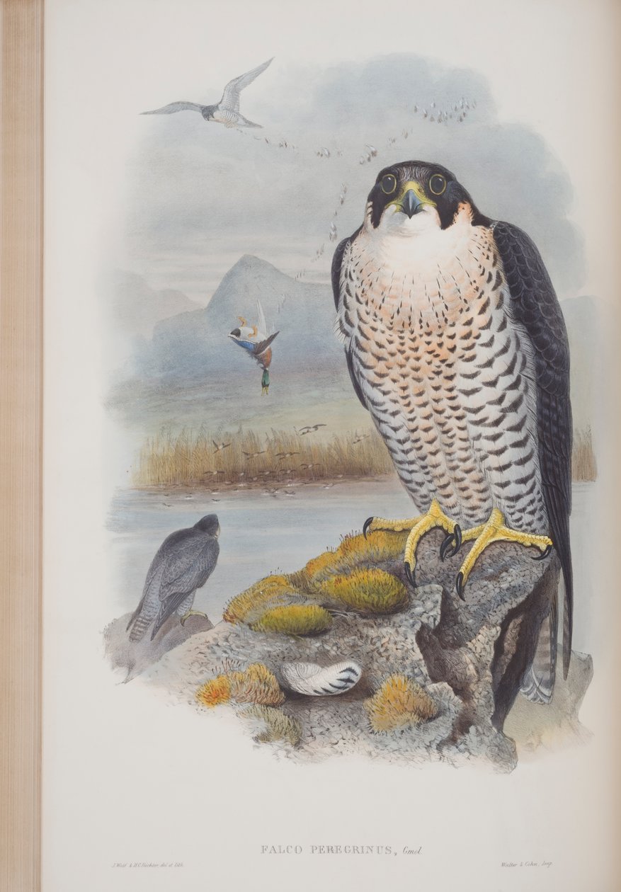 Falco pellegrino, tavola da The Birds of Great Britain di John Gould, pubblicato 1862-73 da John Gould