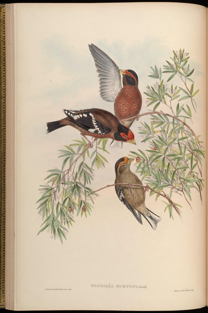 Fringilla burtoni = Callacanthis burtoni da John Gould