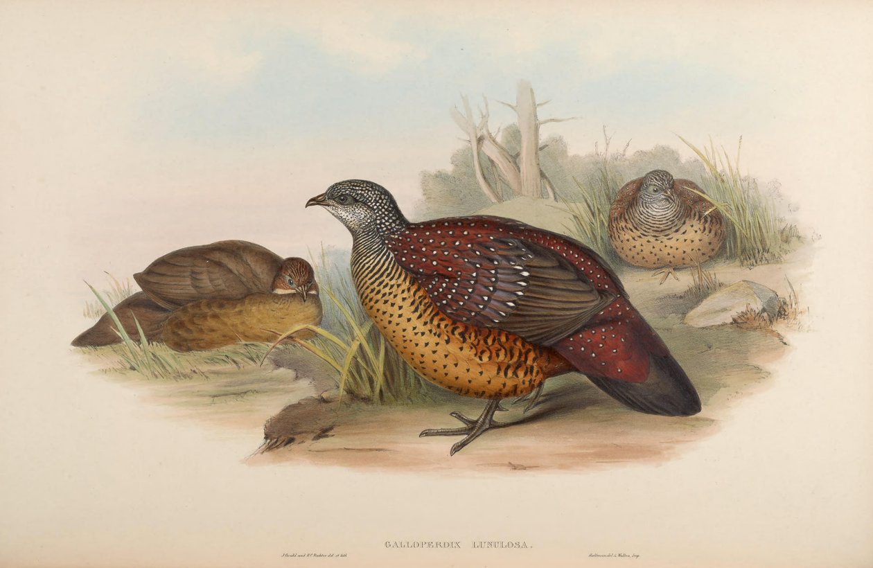 Galloperdix lunulata da John Gould