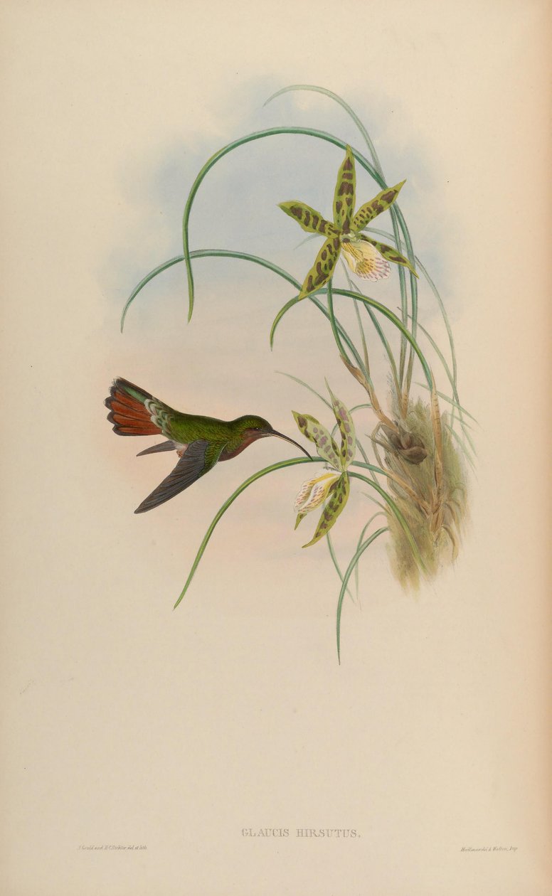 Glaucis hirsutus da John Gould