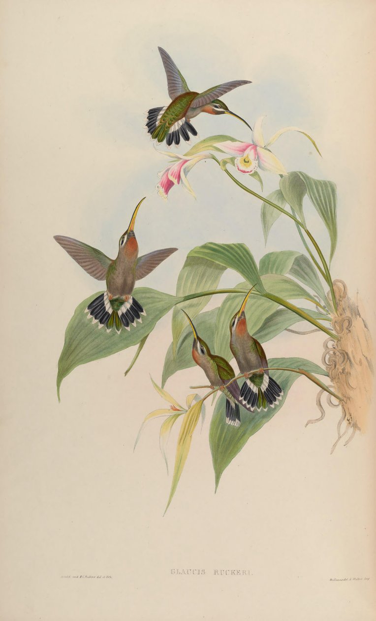 Glaucis ruckeri = Threnetes ruckeri ventosus da John Gould