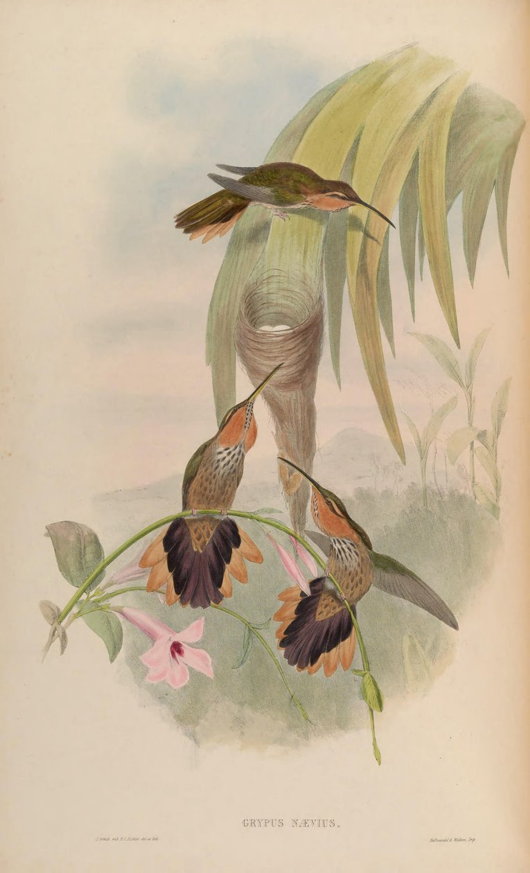 Grypus naevius da John Gould