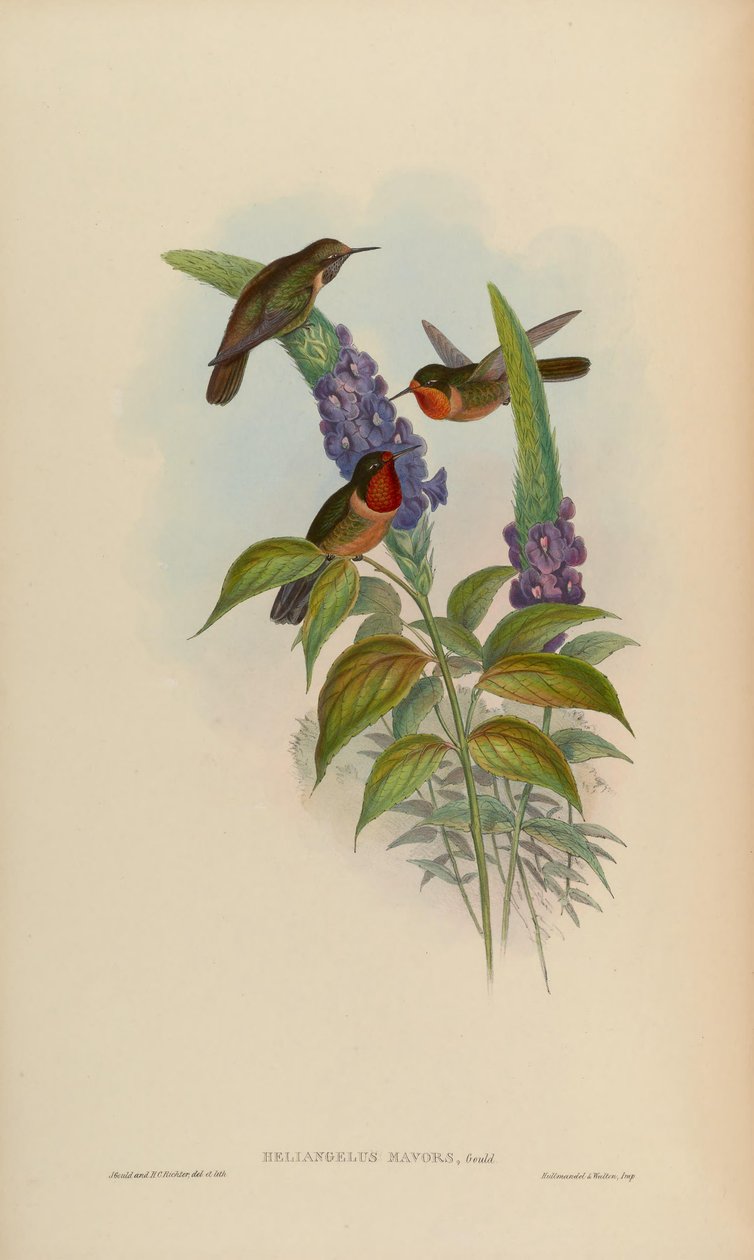 Heliangelus mavors da John Gould