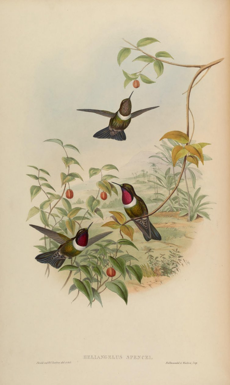 Heliangelus spencei = Heliangelus amethysticollis spencei da John Gould