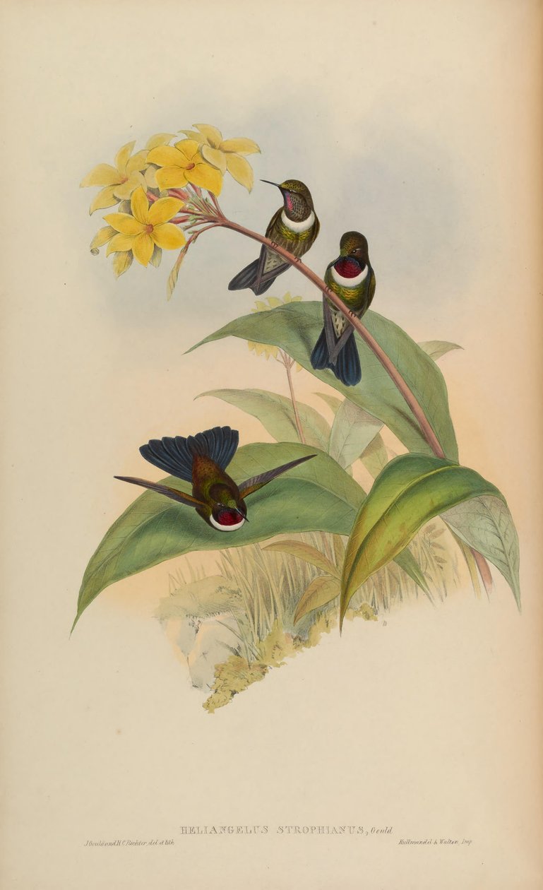 Heliangelus strophianus da John Gould