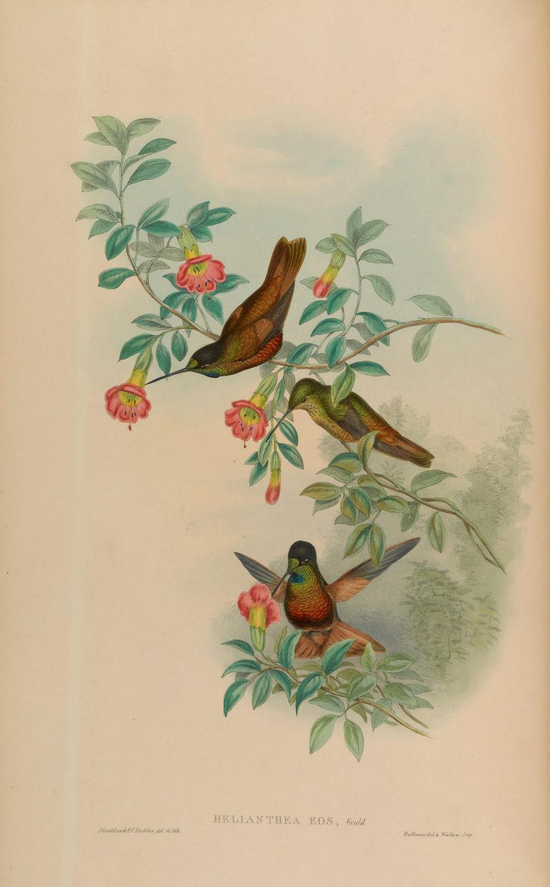 Helianthea eos = Coeligena bonapartei eos da John Gould