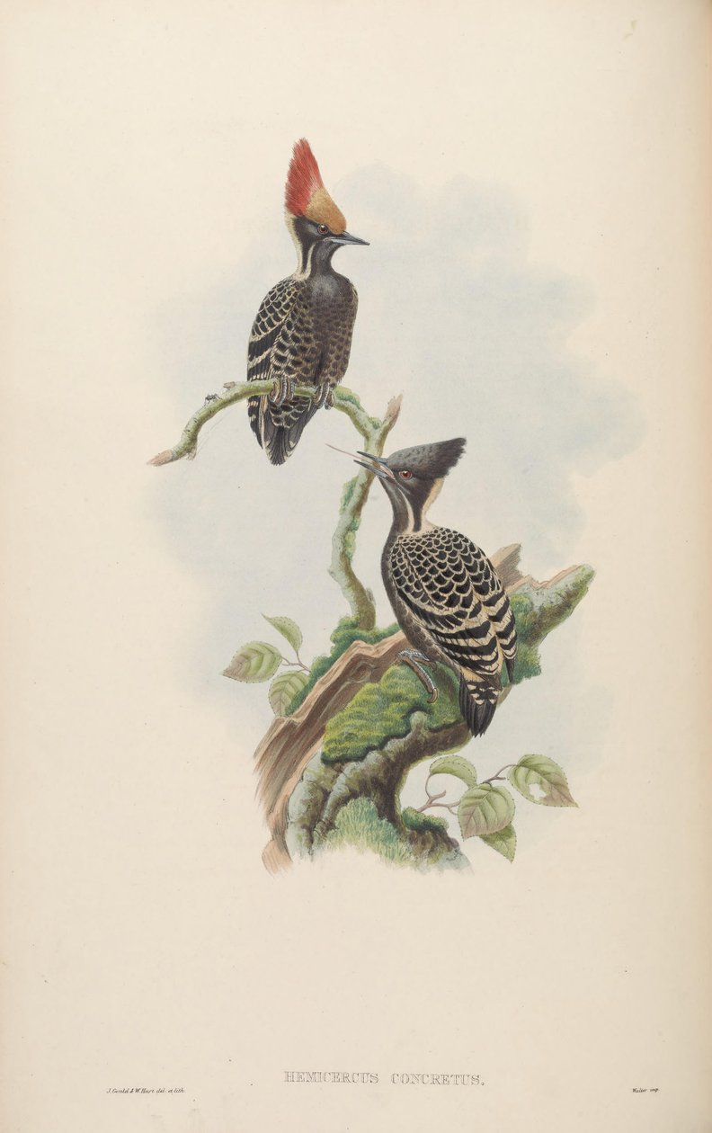 Hemicercus concretus = Hemicircus concretus da John Gould