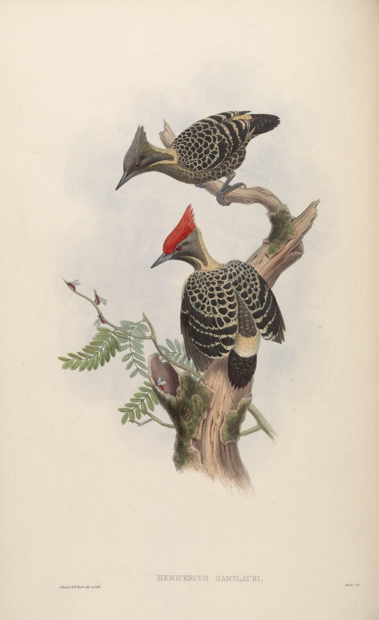 Hemicercus hartlaubi = Hemicircus concretus sordidus da John Gould