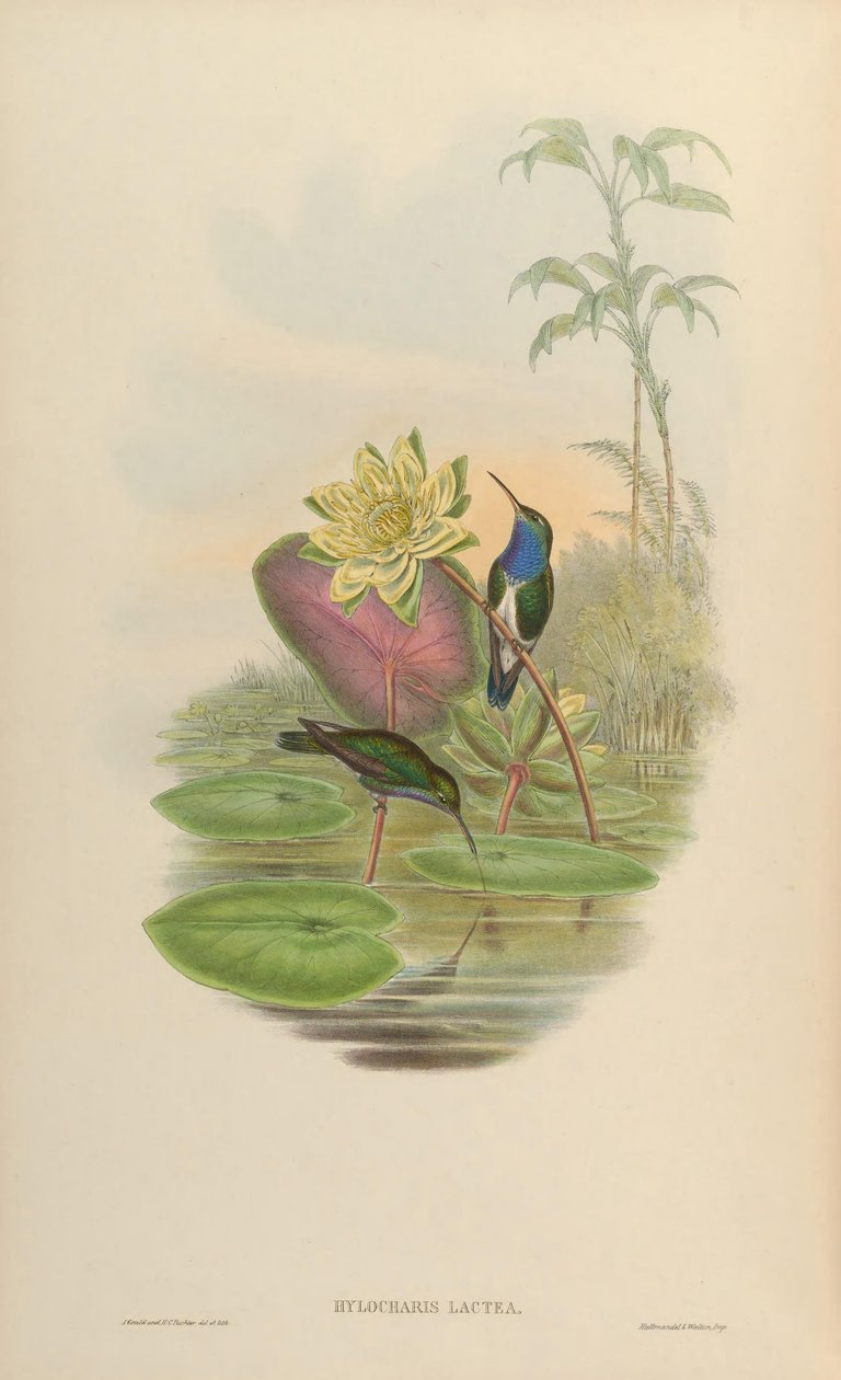 Hylocharis lactea da John Gould