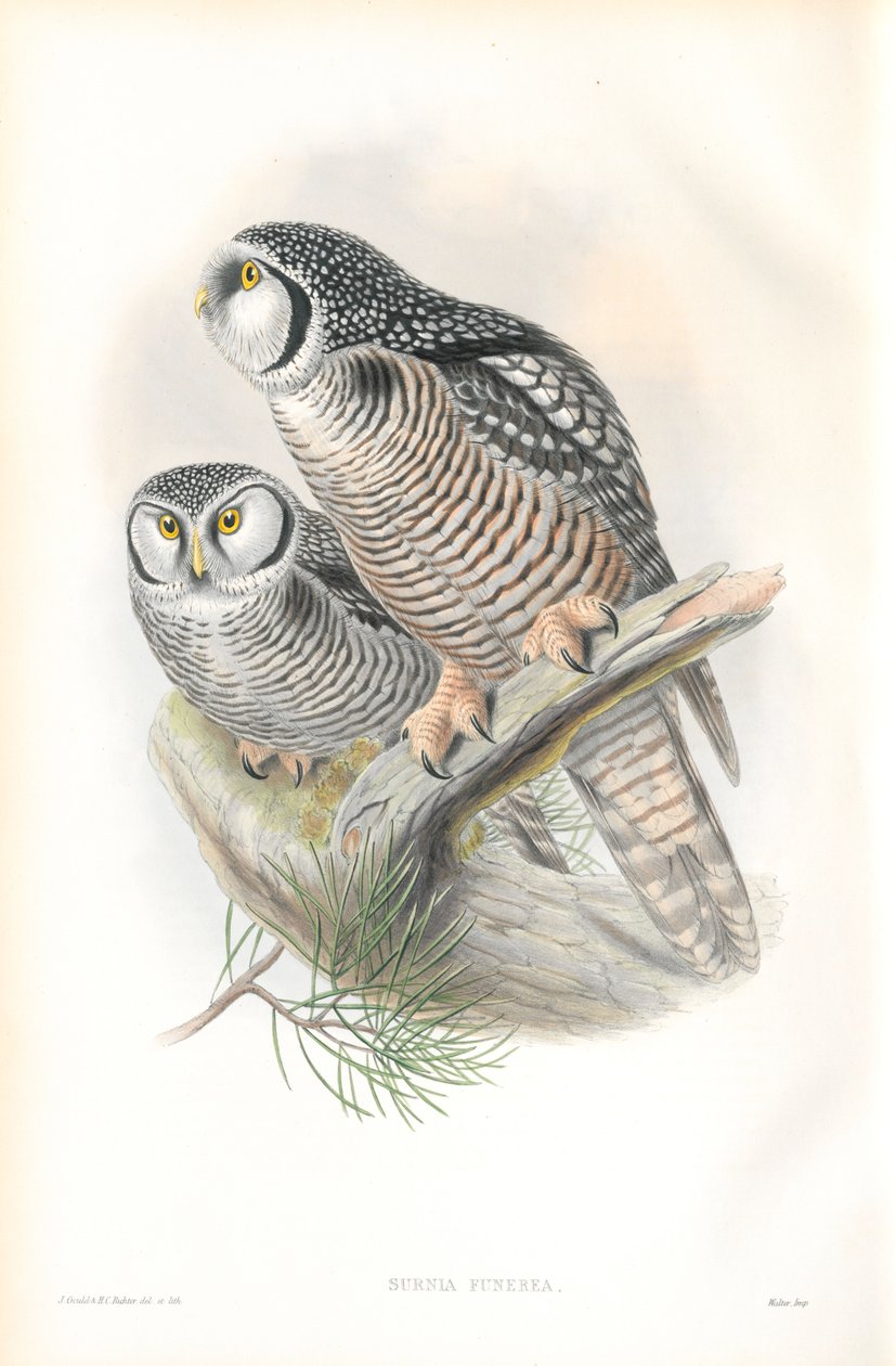Illustrazione di Surnia Funerea (Civetta sparviera) da John Gould