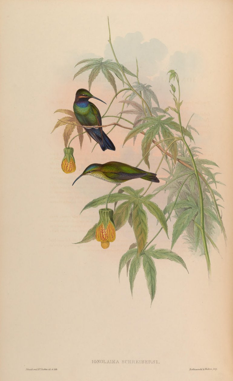 Inolaima schreibersii = Heliodoxa schreibersii da John Gould