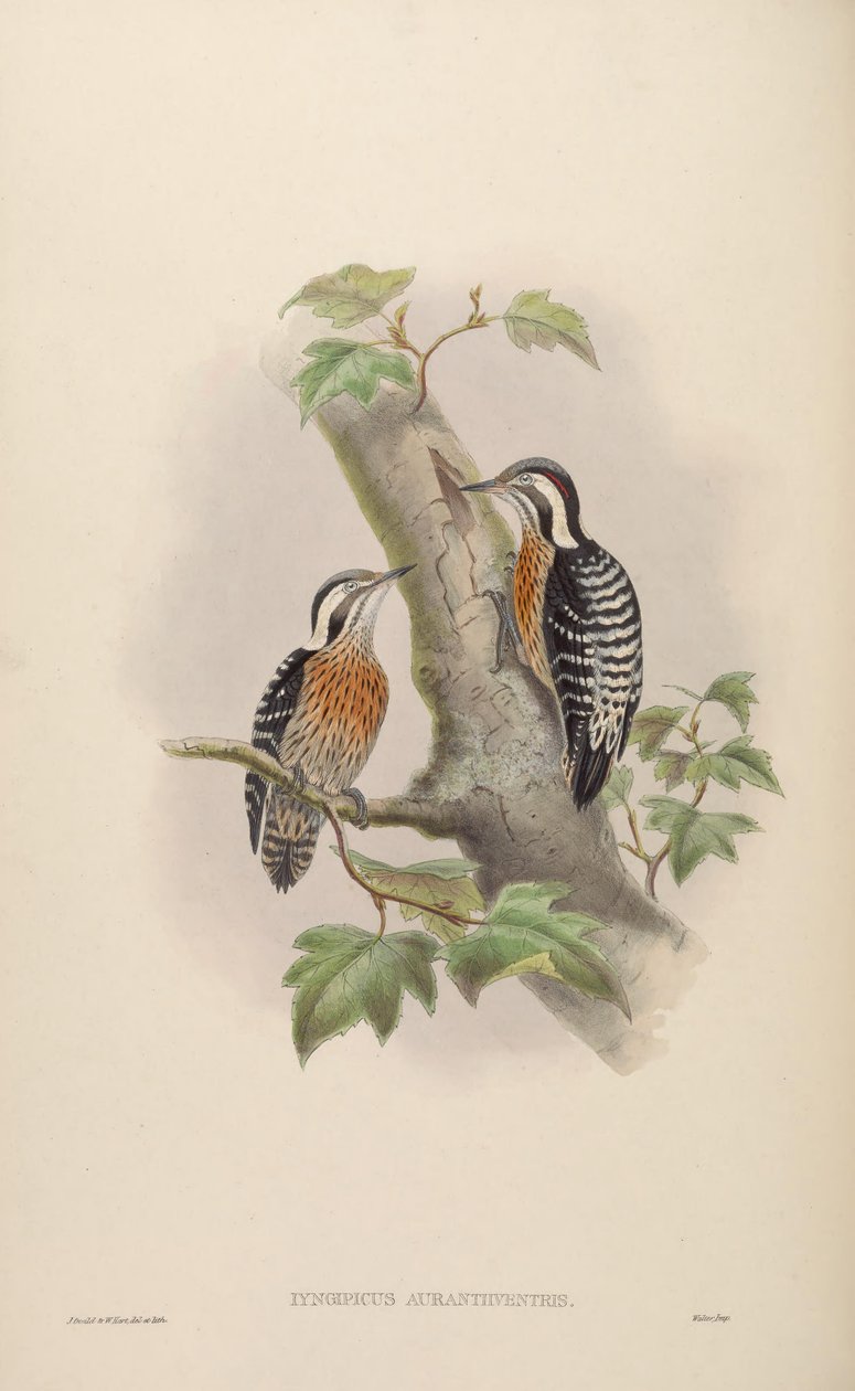 Iyngipicus aurantiiventris = Dendrocopos canicapillus aurantiiventris da John Gould