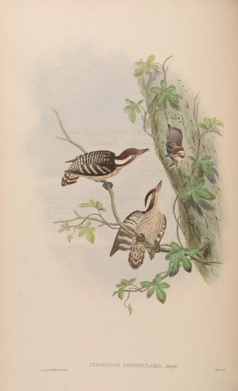 Iyngipicus gymnophthalmus peninsularis = Dendrocopos nanus gymnopthalmus da John Gould
