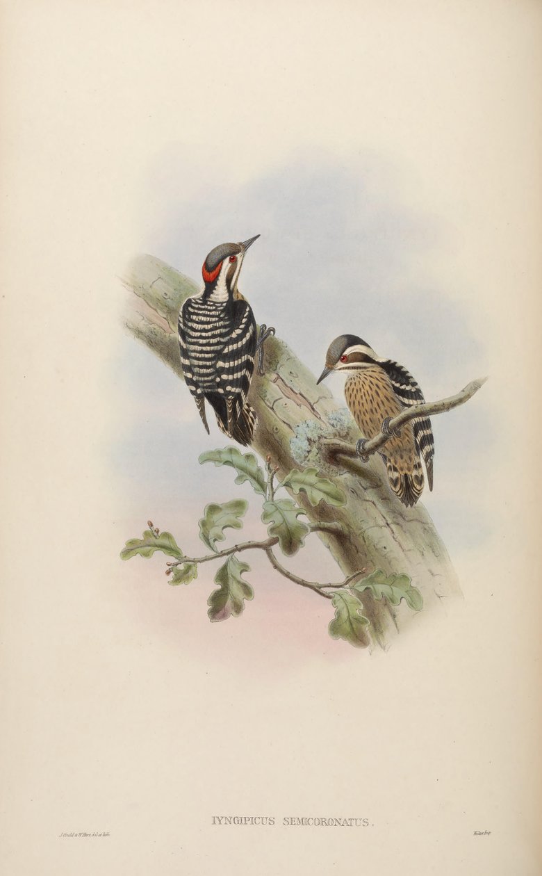 Iyngipicus semicoronatus = Dendrocopos canicapillus semicoronatus da John Gould