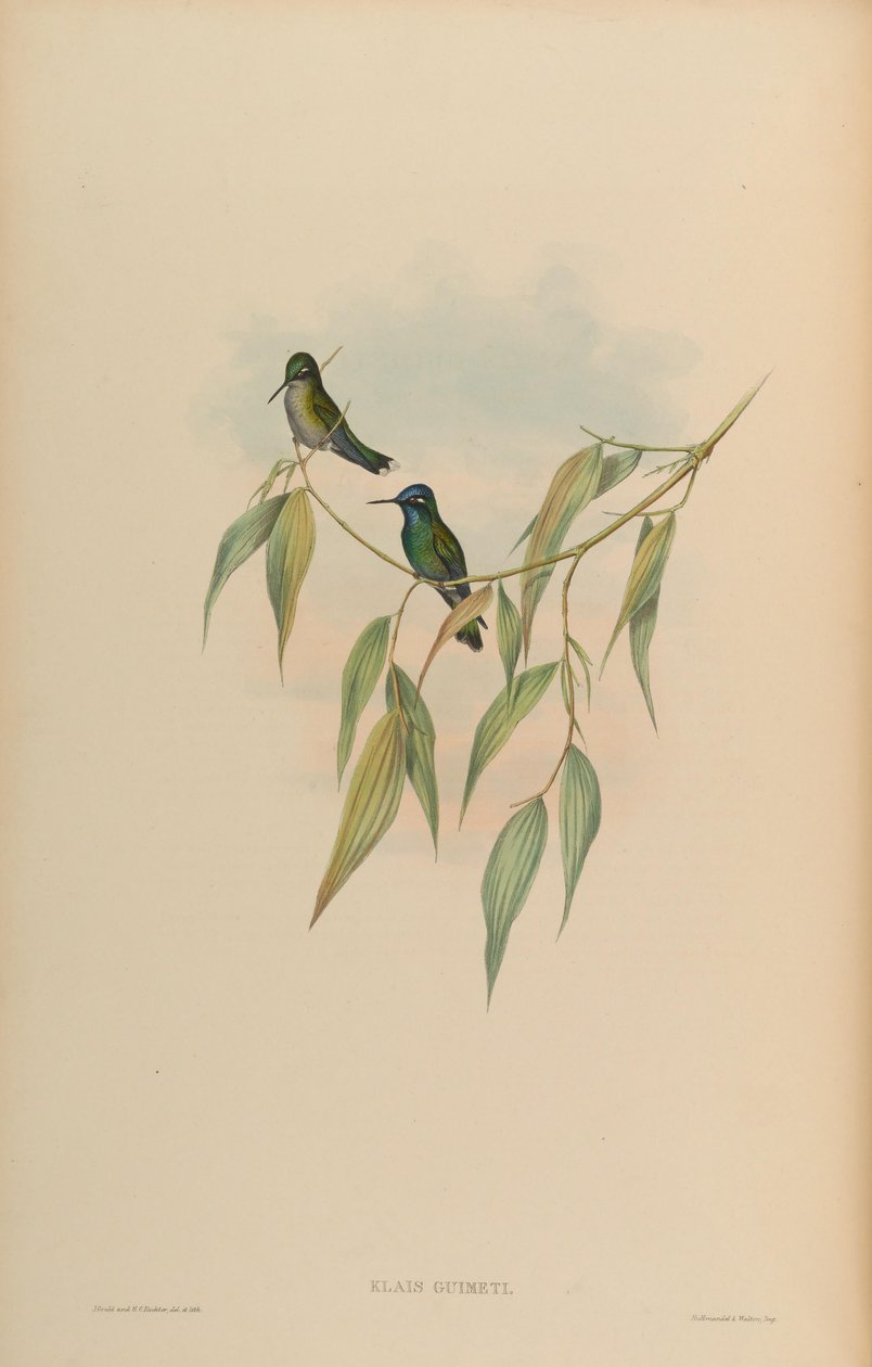 Klais guimeti da John Gould