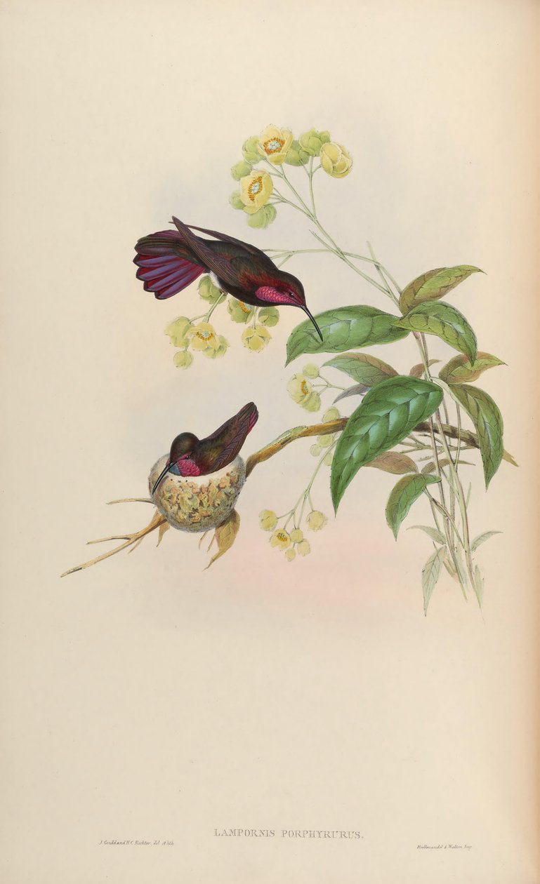 Lampornis porphyrurus = Anthracothorax mango da John Gould