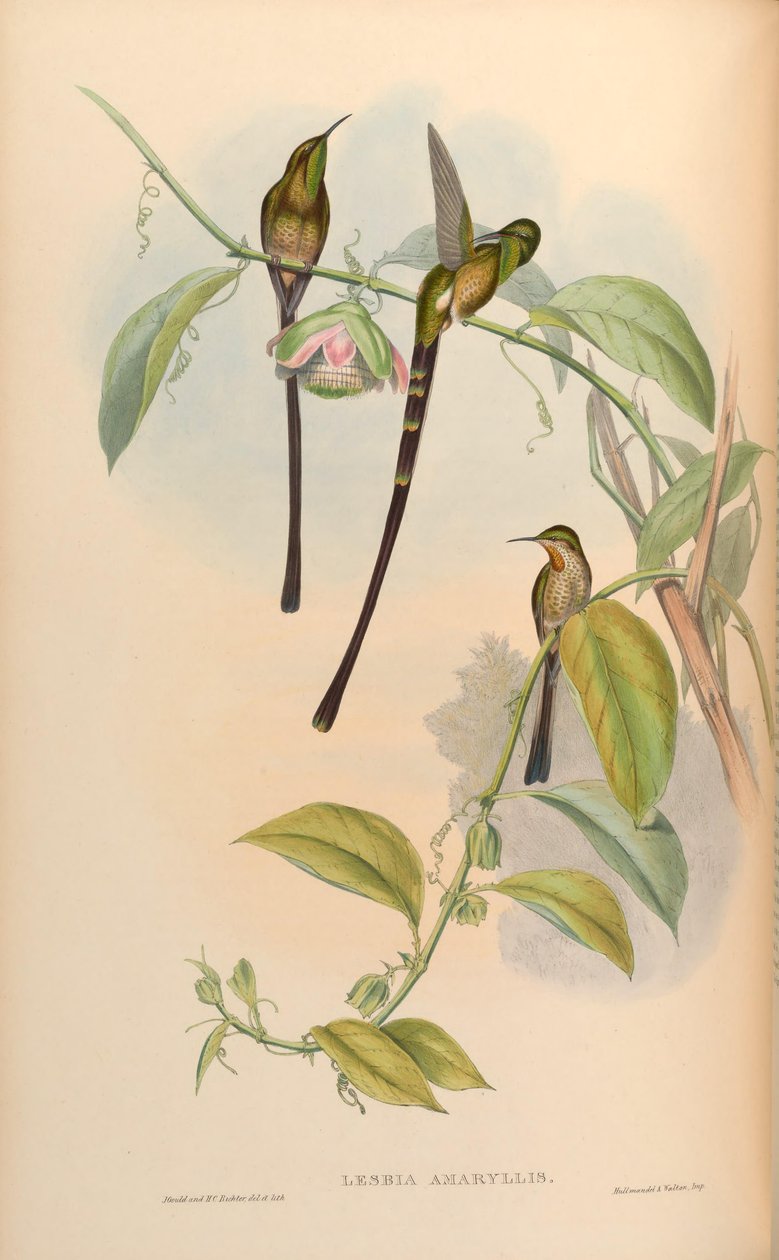 Lesbia amaryllis = Lesbia victoriae amaryllis da John Gould
