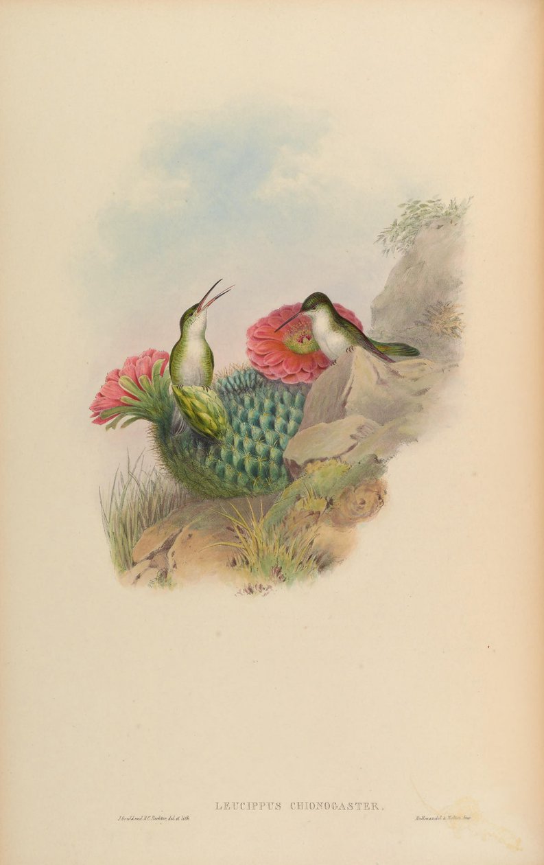 Leucippus chionogaster da John Gould