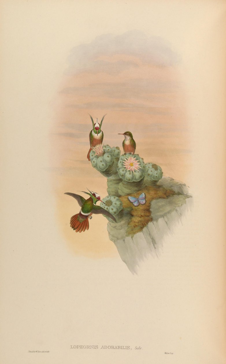 Lophornis adorabilis da John Gould