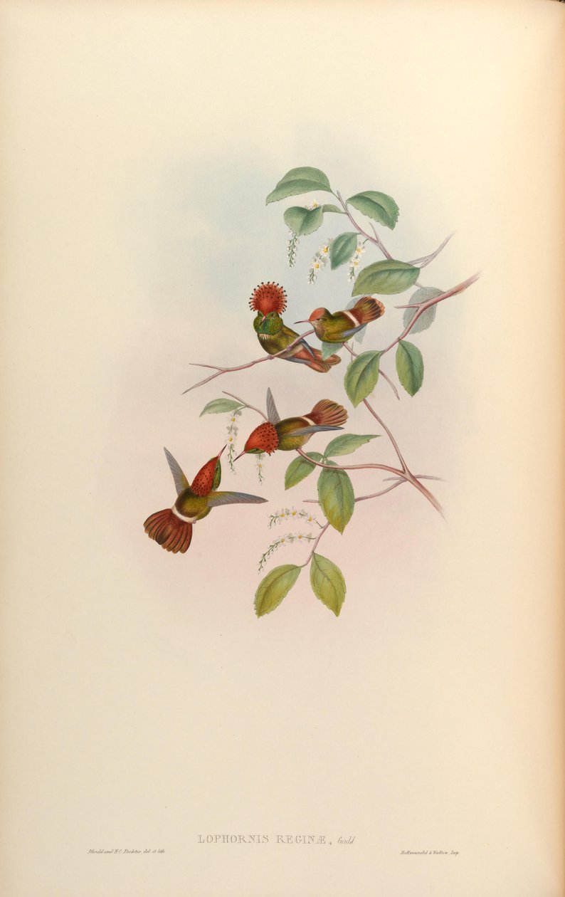 Lophornis reginae da John Gould