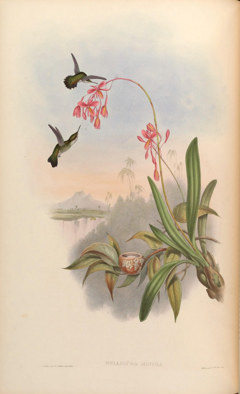 Mellisuga minima da John Gould