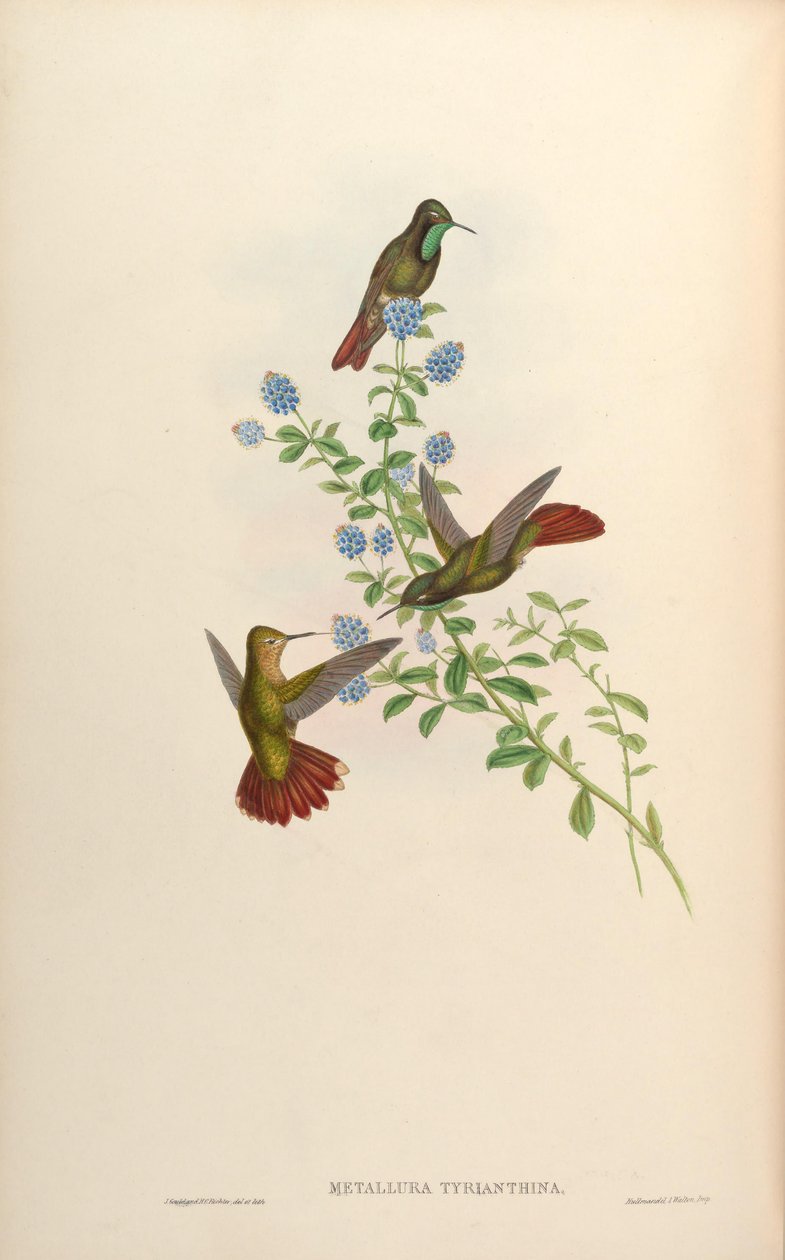 Metallura tyrianthina da John Gould