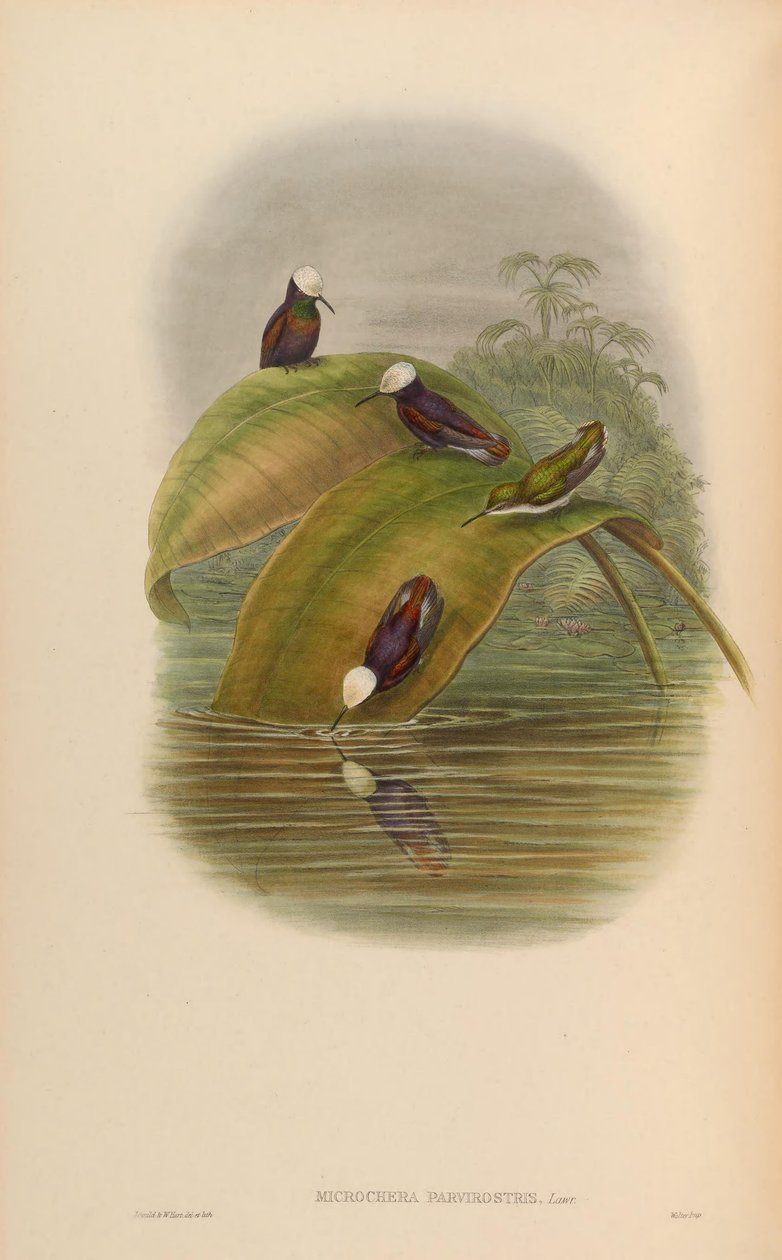 Microchera parvirostris = Microchera albocoronata parvirostris da John Gould