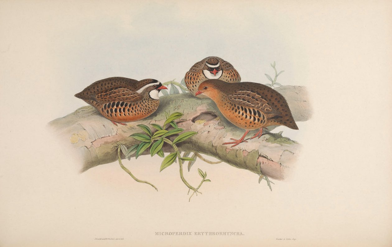 Microperdix erythrorhyncha = Perdicula erythrorhyncha da John Gould
