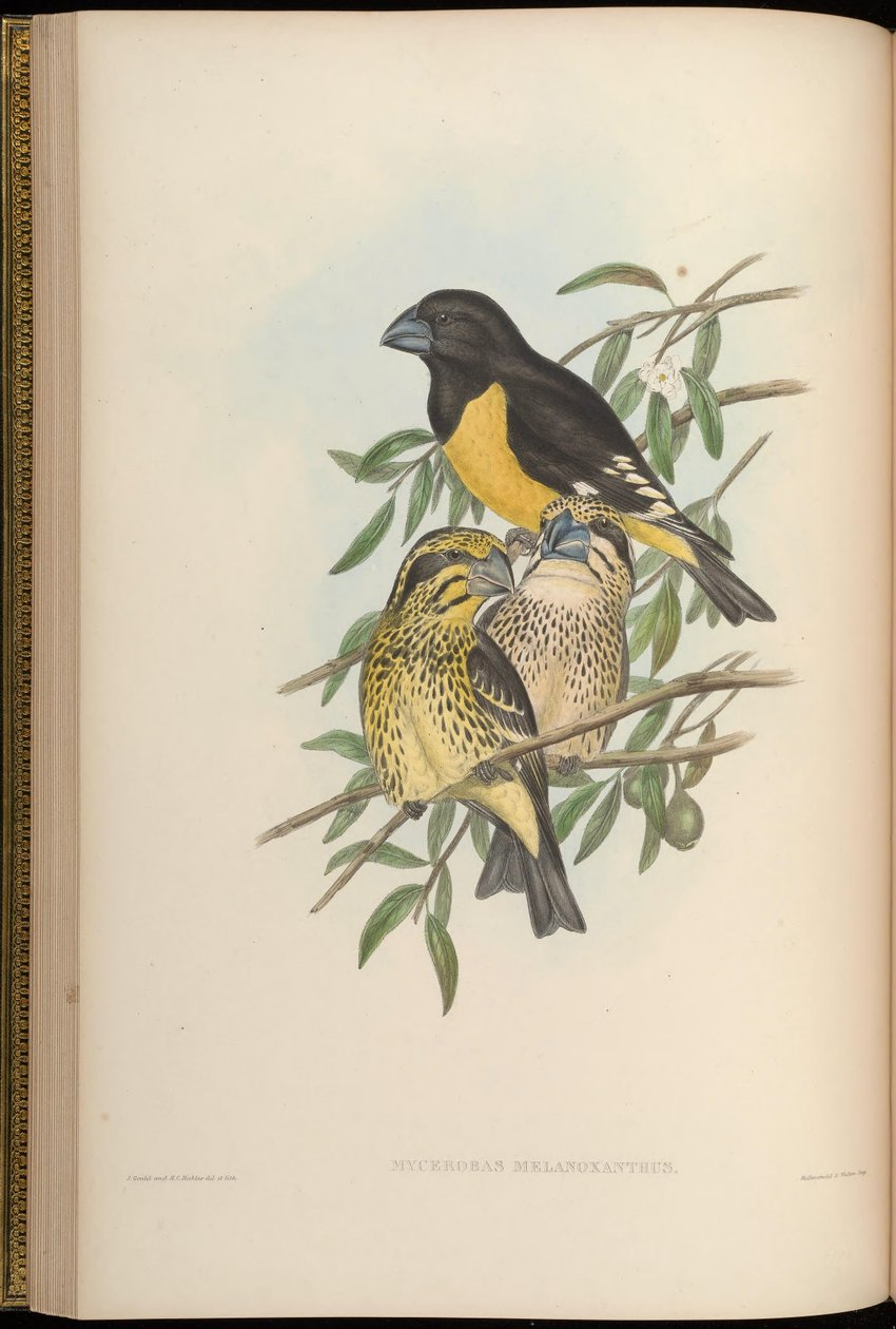 Mycerobas melanozanthos da John Gould