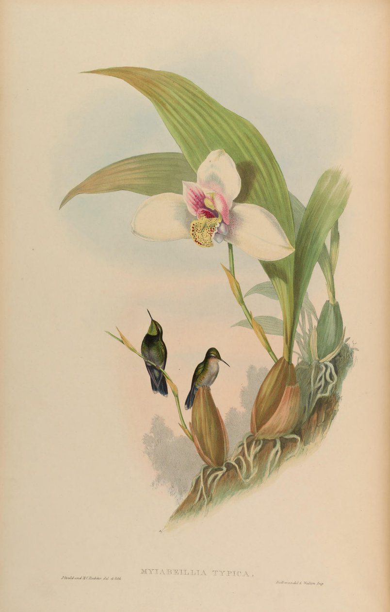 Myiabeilla typica = Abeillia abeillei da John Gould