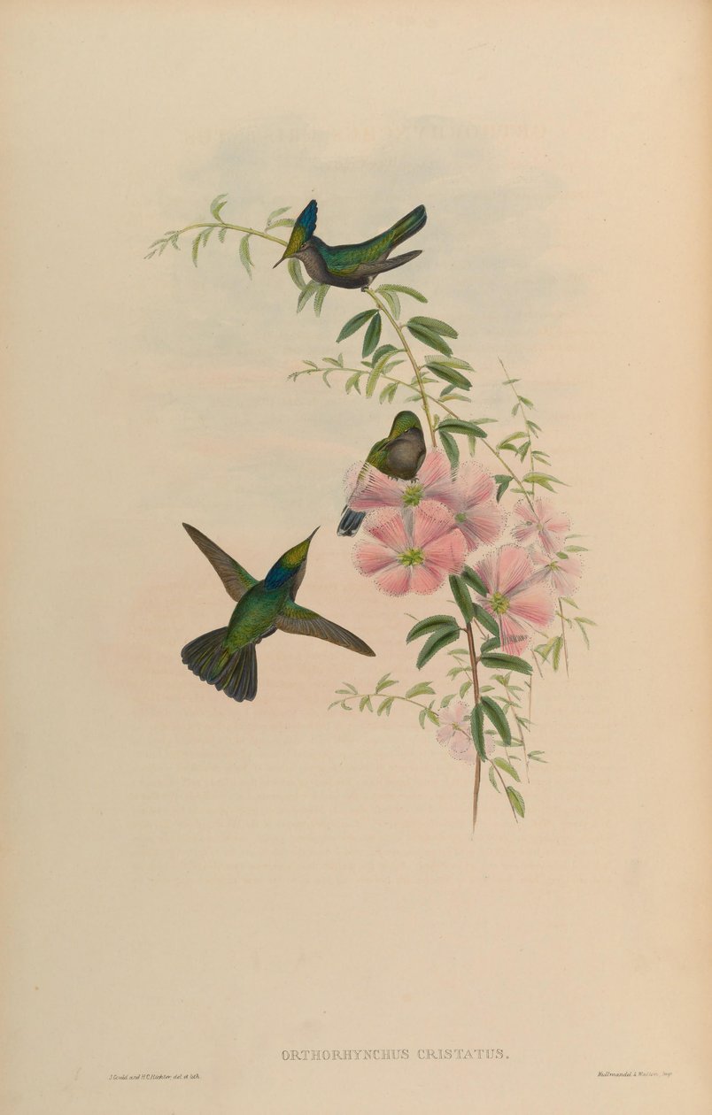 Orthorhynchus cristatus da John Gould