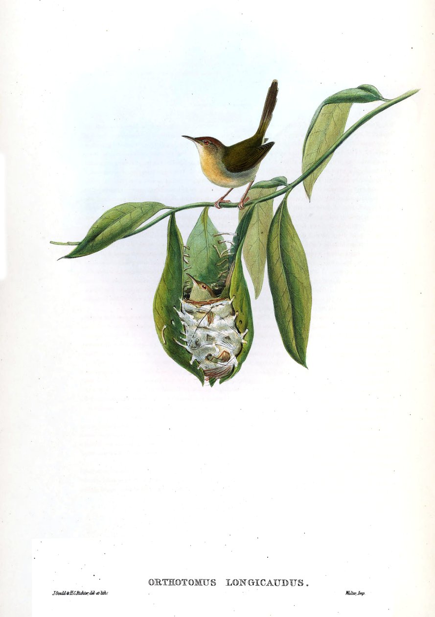 Orthotomus longicaudus = Orthotomus sutorius longicaudus da John Gould