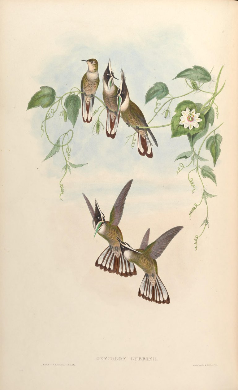 Oxypogon guerinii da John Gould