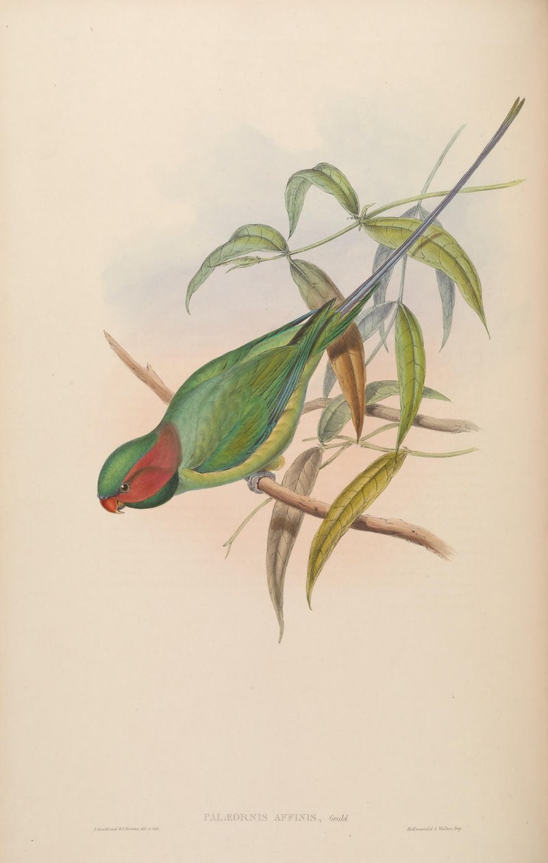 Palaeornis affinis = Psittacula longicauda da John Gould
