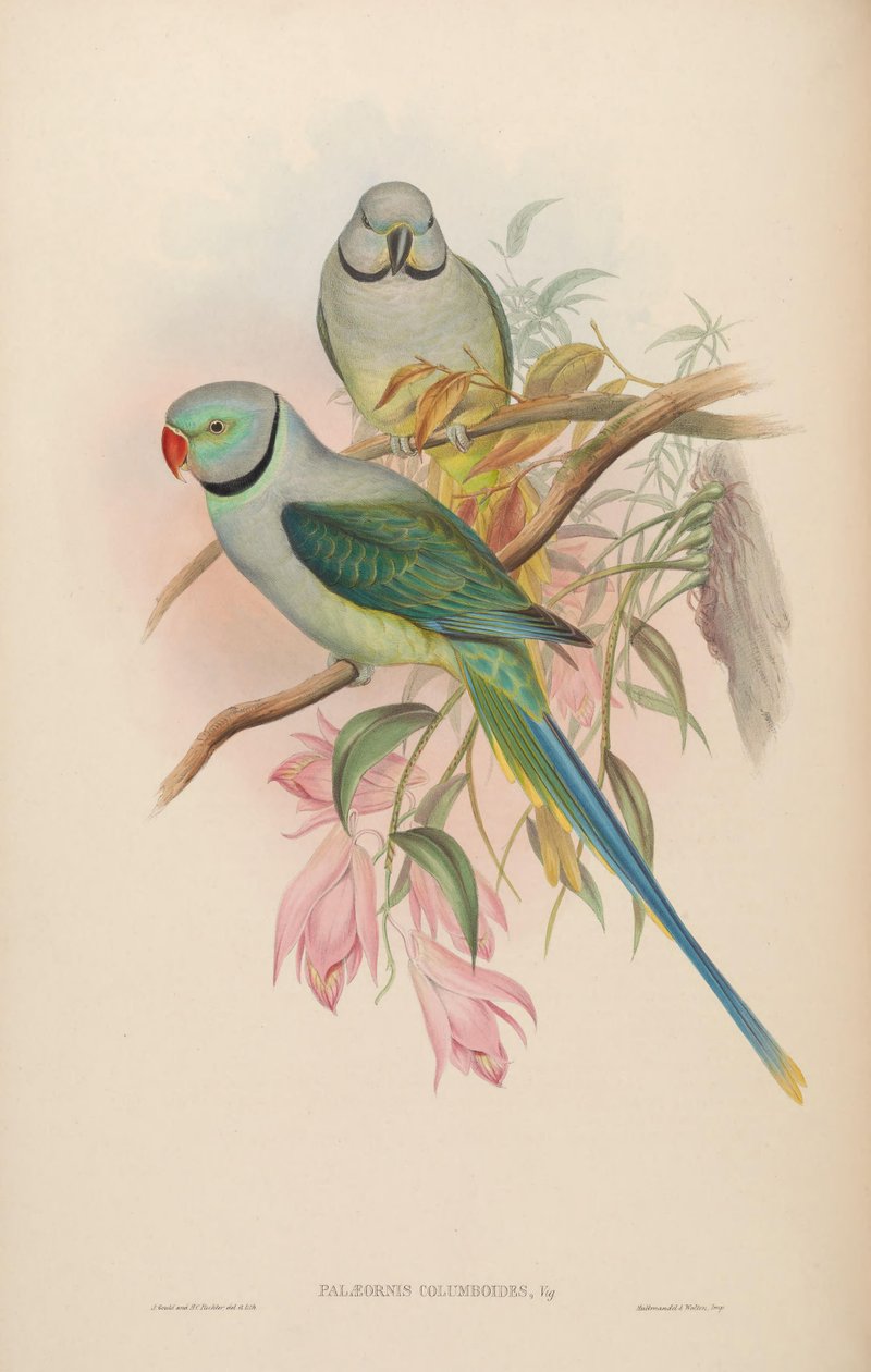 Palaeornis columboides = Psittacula columboides da John Gould