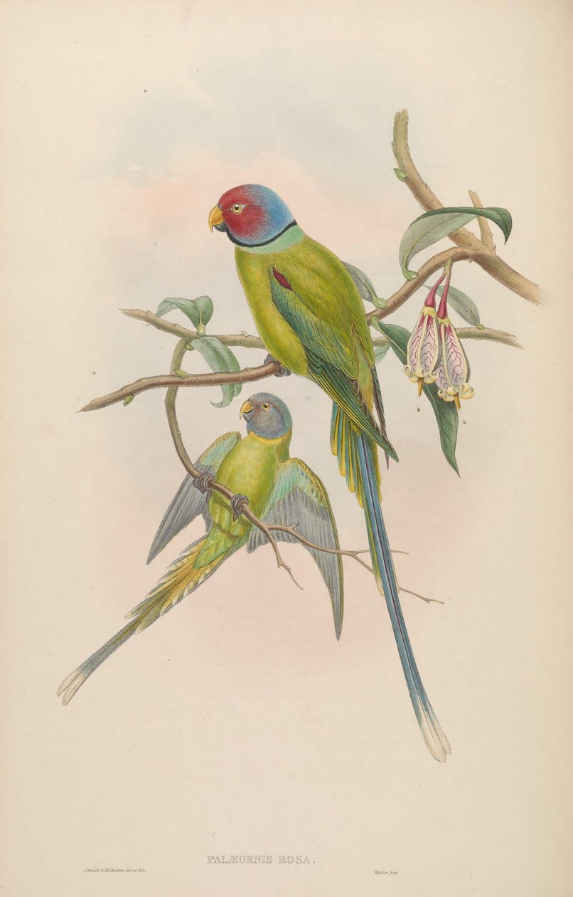 Palaeornis rosa = Psittacula roseata da John Gould