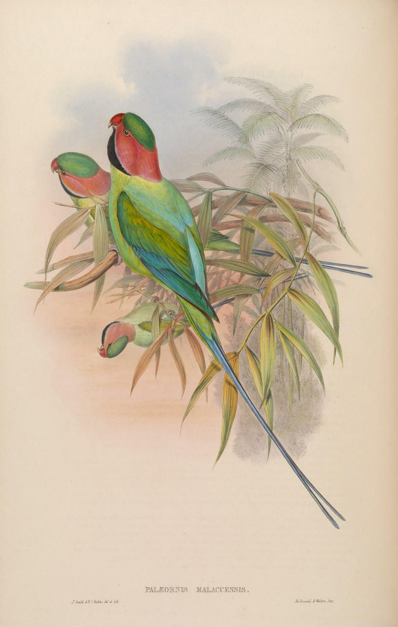 Palæornis malaccensis da John Gould