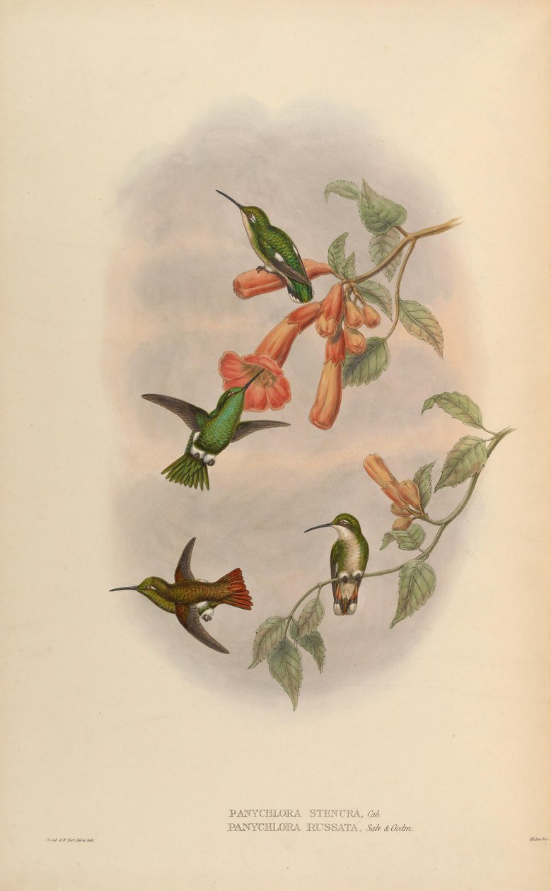 Panychlora russata da John Gould