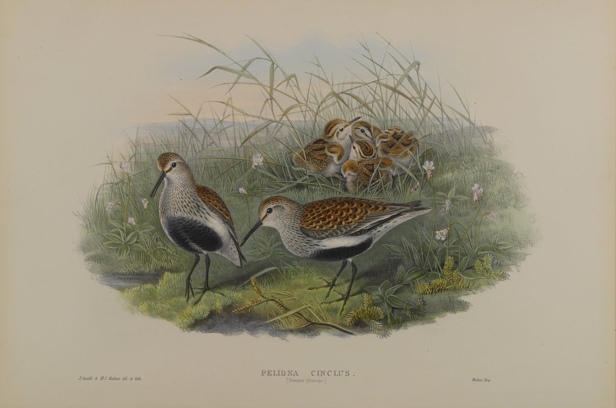 Piovanello pancianera, piumaggio estivo da John Gould