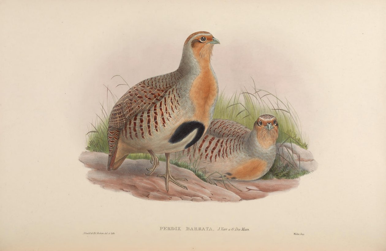 Perdix barbata da John Gould