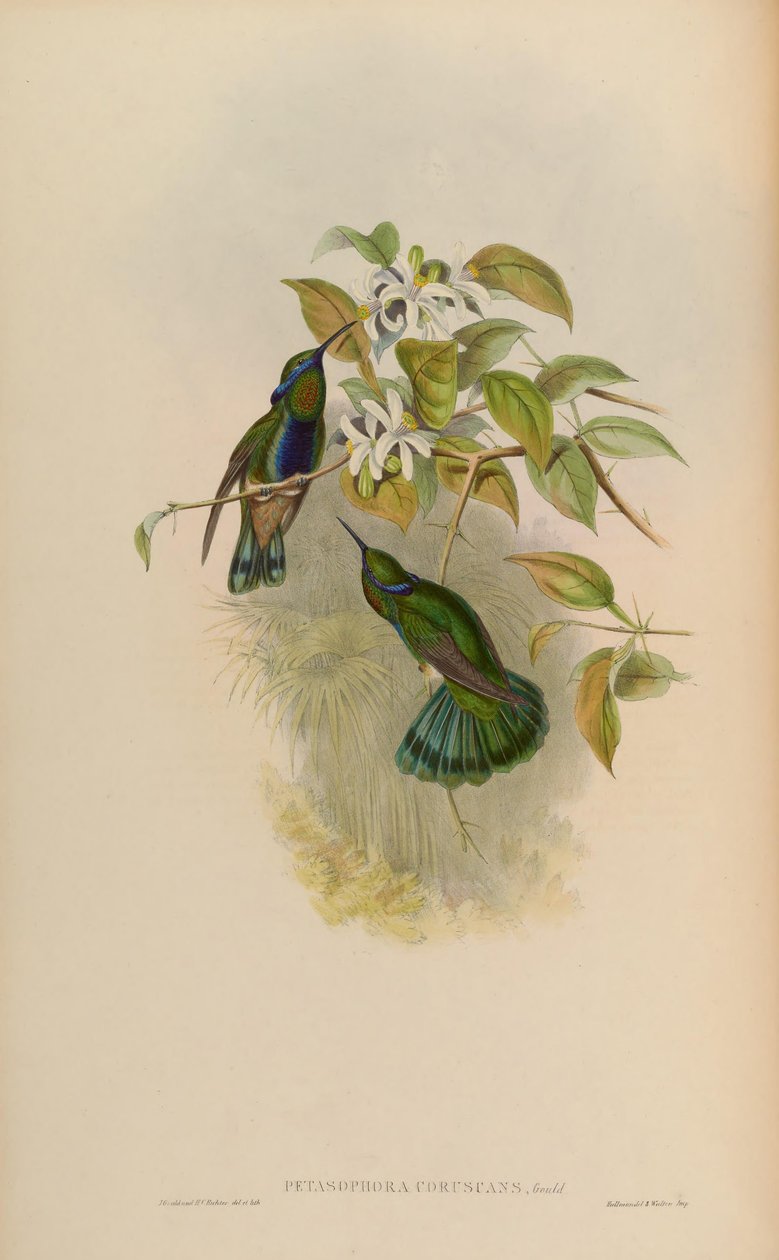 Petasophora coruscans = Colibri coruscans da John Gould